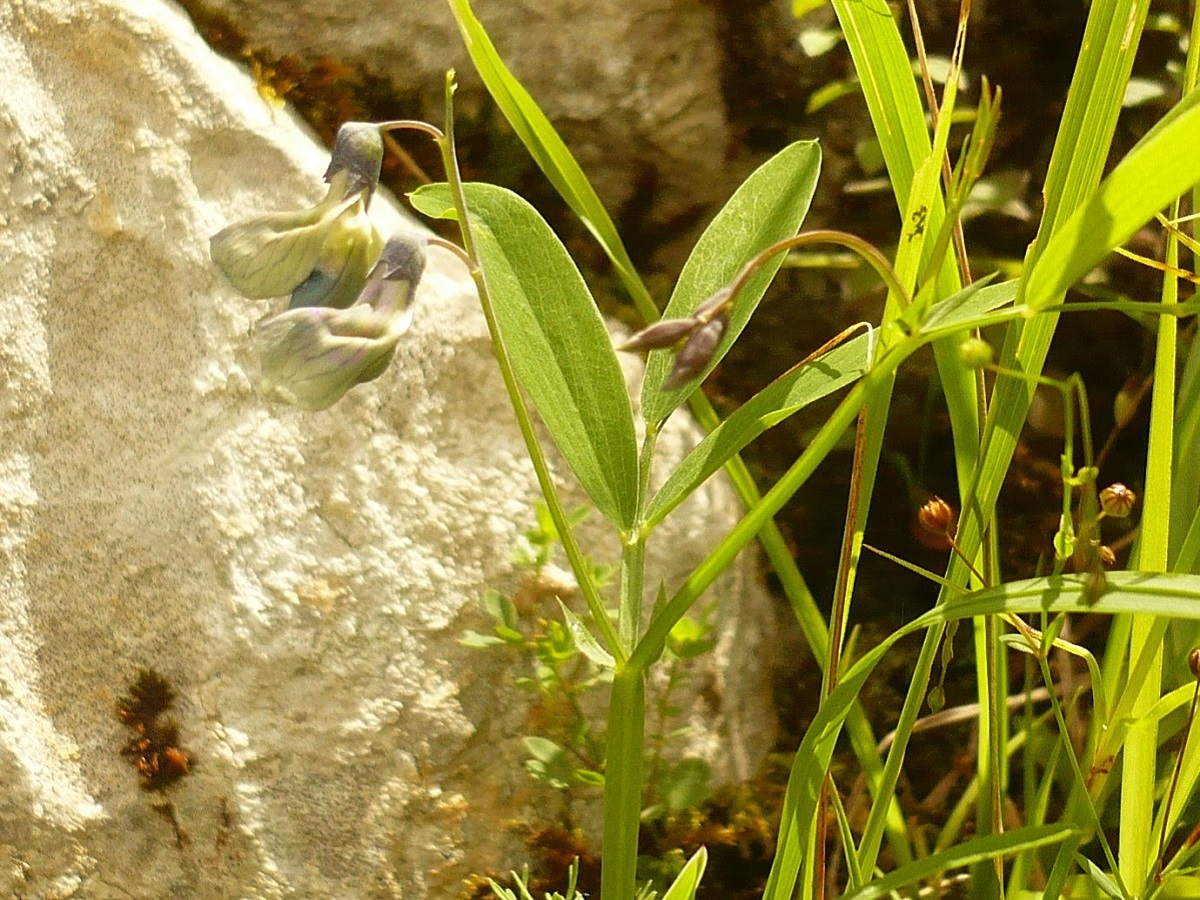 Lathyrus linifolius (Fabaceae)